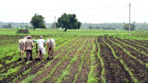 Suffering great losses, say soya farmers in Belagavi, Dharwad
